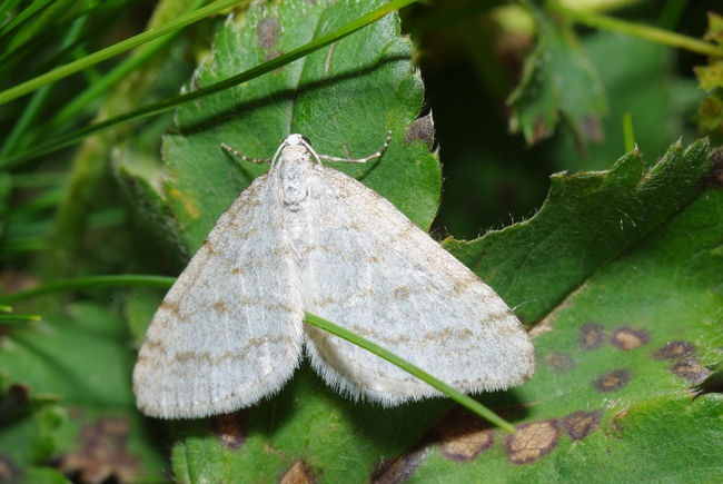 ../previews/072-Lepidoptera, Geometridae,  Scopula nemoraria_2012_08_12--09-21-28.jpeg.medium.jpeg