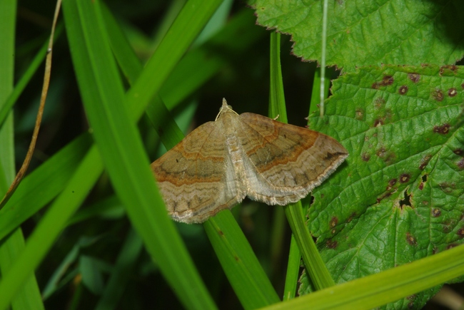../previews/073-Lepidoptera, Geometridae, Scotopteryx chenopodiata_2012_08_18--09-59-44.jpeg.medium.jpeg