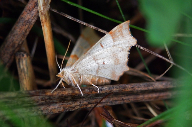 ../previews/074-Lepidoptera, Geometridae, Selenia lunularia, Mondspanner_2020_07_16--09-01-21.jpeg.medium.jpeg