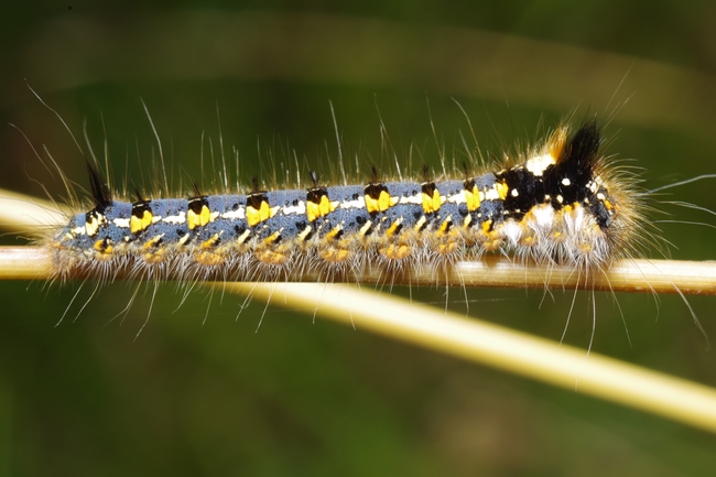 ../previews/082-Lepidoptera, Lasiocampidae, Euthrix potatoria, Larve_2012_09_23--12-29-12.jpeg.medium.jpeg