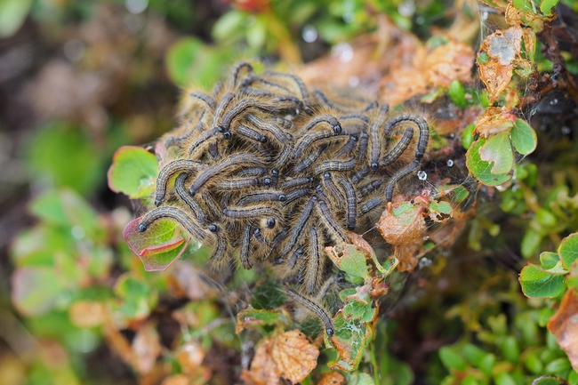 ../previews/086-Lepidoptera, Lasiocampidae,  Malacosoma alpicola, Alpen-Ringelspinner, Larven_2018_06_08--06-41-38.jpeg.medium.jpeg
