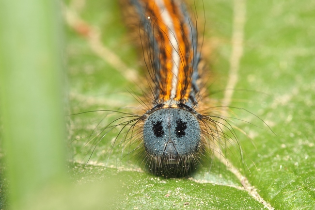 ../previews/088-Lepidoptera, Lasiocampidae, Malacosoma neustria, Ringelspinner, Larve_2018_05_04--13-45-10.jpeg.medium.jpeg