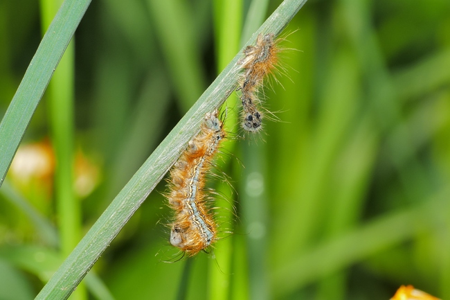 ../previews/090-Lepidoptera, Lasiocampidae, Malacosoma neustria, Ringelspinner, Larve, Haeutung_2020_05_06--08-58-52.jpeg.medium.jpeg