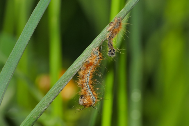 ../previews/091-Lepidoptera, Lasiocampidae, Malacosoma neustria, Ringelspinner, Larve, Haeutung_2020_05_06--08-59-22.jpeg.medium.jpeg