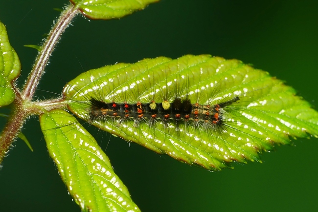 ../previews/099-Lepidoptera, Lymantriidae, Orgyia antiqua, Schlehenspinner, Raupe_2022_08_22--16-37-08.jpeg.medium.jpeg