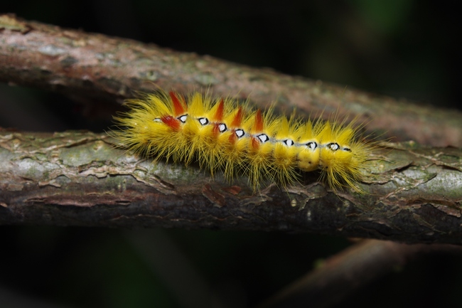 ../previews/101-Lepidoptera, Noctuidae,  Acronicta aceris, Ahorneule, Larve_2017_09_10--16-47-35.jpeg.medium.jpeg