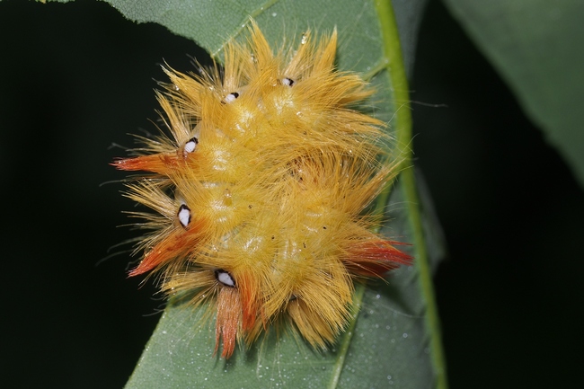 ../previews/102-Lepidoptera, Noctuidae, Acronicta aceris, Ahorneule, Larve_2022_06_22--07-36-26.jpeg.medium.jpeg