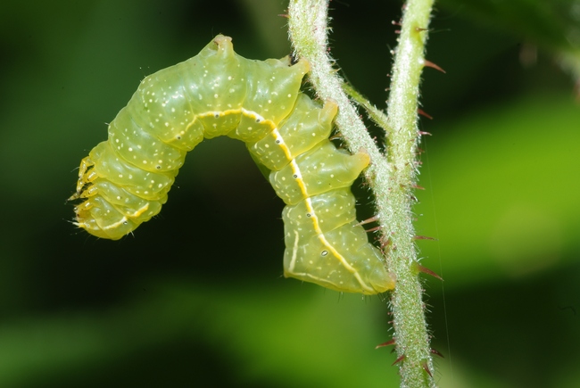 ../previews/109-Lepidoptera, Noctuidae, Amphipyra pyramidea, Larve_2009_05_11--07-44-32.jpeg.medium.jpeg
