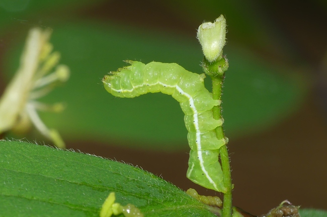 ../previews/111-Lepidoptera, Noctuidae, Amphipyra pyramidea, Pyramideneule, Raupe_2023_05_09--10-37-02.jpeg.medium.jpeg