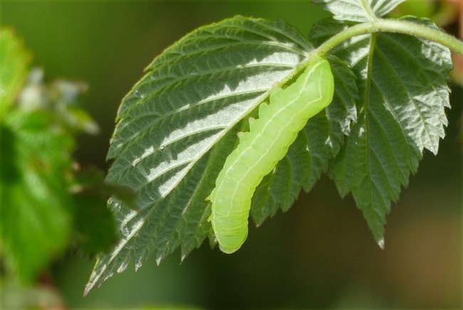 ../previews/112-Lepidoptera, Noctuidae, Asteroscopus sphinx, Larve_2020_05_01--10-16-19.jpeg.medium.jpeg