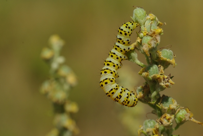 ../previews/115-Lepidoptera, Noctuidae, Cucullia verbasci, Brauner Moench, Larve_2013_08_04--10-13-31.jpeg.medium.jpeg