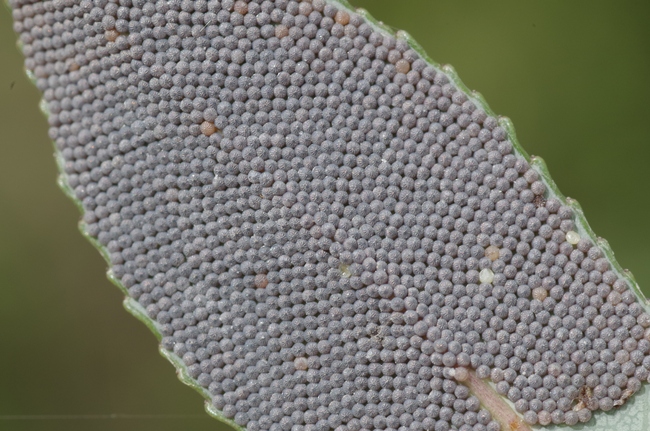 ../previews/117-Lepidoptera, Noctuidae, Eier_2014_08_30--14-03-58.jpeg.medium.jpeg