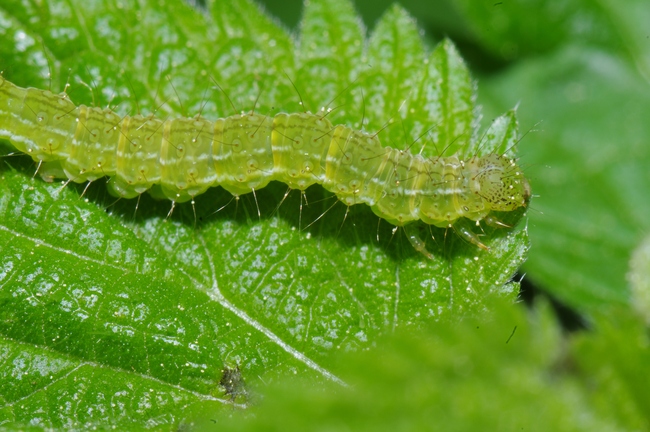 ../previews/122-Lepidoptera, Noctuidae, Hypena proboscidalis, Schnabeleule, Larve_2011_05_08--12-22-15.jpeg.medium.jpeg