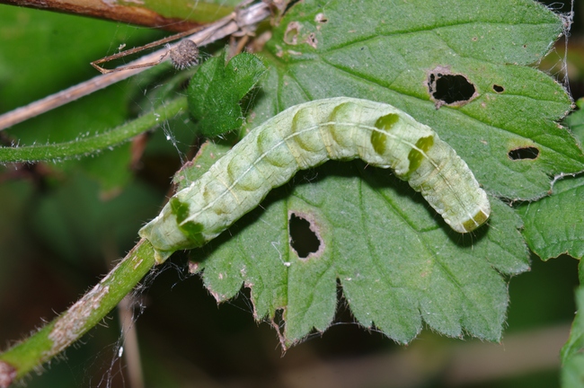 ../previews/124-Lepidoptera, Noctuidae, Melanchra persicariae_2017_09_07--12-52-31.jpeg.medium.jpeg