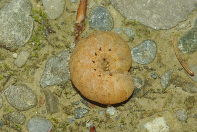 ../previews/125-Lepidoptera, Noctuidae, Noctua fimbriata, Larve_2010_05_18--15-39-50.jpeg.medium.jpeg