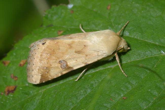 ../previews/126-Lepidoptera, Noctuidae, Orthosia cruda_2006_07_29--14-15-39.jpeg.medium.jpeg