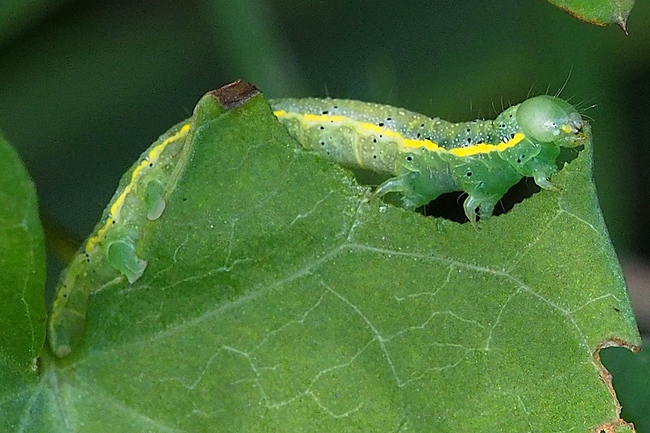 ../previews/129-Lepidoptera, Noctuidae, Raupe_2023_08_08--09-50-04.jpeg.medium.jpeg