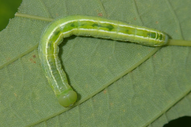 ../previews/130-Lepidoptera, Noctuidae, Scoliopteryx libatrix, Larve_2006_06_23--11-55-48.jpeg.medium.jpeg