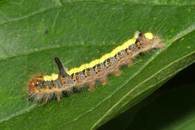 ../previews/133-Lepidoptera, Nocuidae, Acronicta psi, Pfeileule, Larve_2020_08_25--10-53-13.jpeg.medium.jpeg