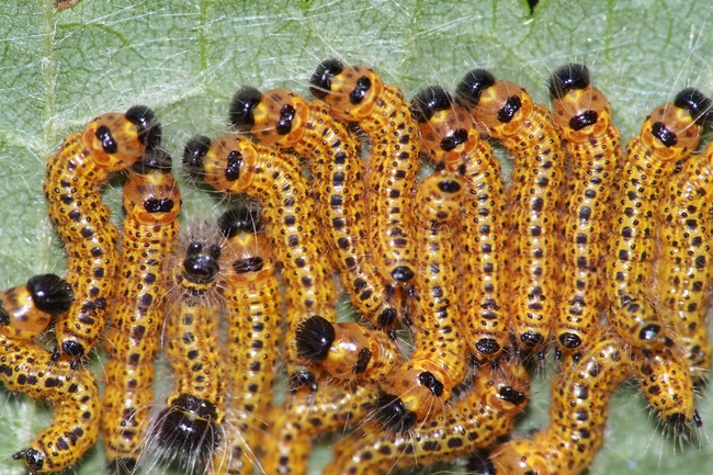 ../previews/138-Lepidoptera, Notodontidae, Phalera bucephala, Larvenspiegel_2022_07_10--11-52-17.jpeg.medium.jpeg