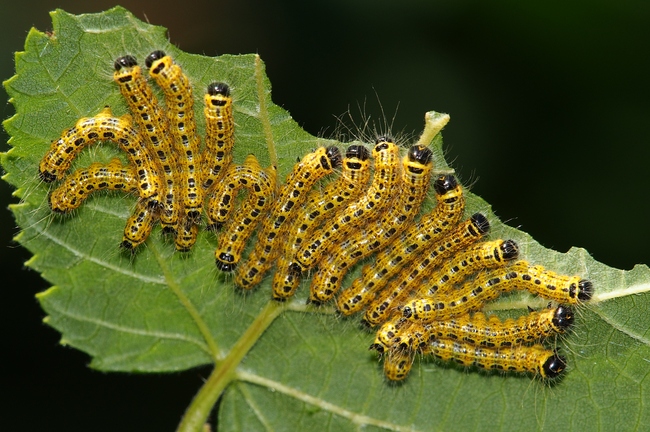 ../previews/139-Lepidoptera, Notodontidae, Phalera bucephala, Mondfleck, Larvenspiegel_2022_07_18--09-22-10.jpeg.medium.jpeg