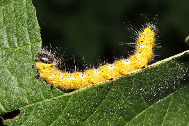 ../previews/140-Lepidoptera, Notodontidae, Phalera bucephala, Mondvogel, Larve_2018_07_19--10-09-03.jpeg.medium.jpeg