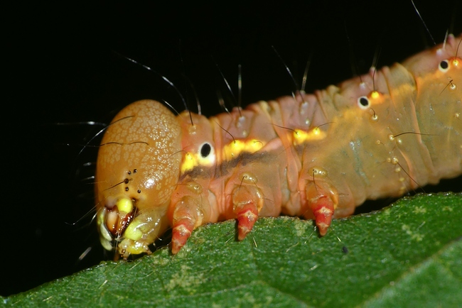 ../previews/142-Lepidoptera, Notodontidae, Pheosia tremula, Pappel-Zahnspinner, Raupe_2023_10_03--10-14-31.jpeg.medium.jpeg