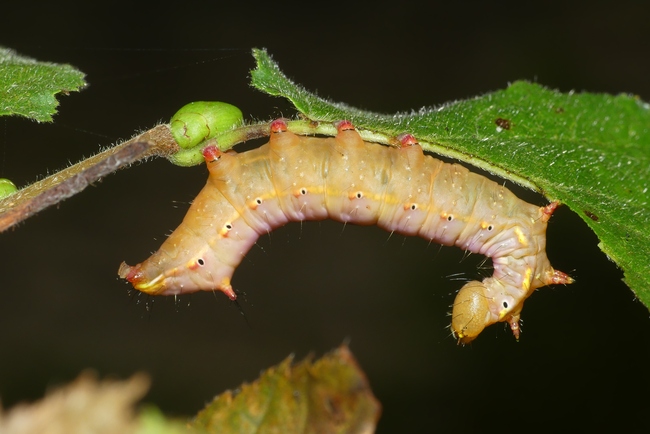 ../previews/143-Lepidoptera, Notodontidae, Pheosia tremula, Pappel-Zahnspinner, Raupe_2023_10_11--09-26-09.jpeg.medium.jpeg