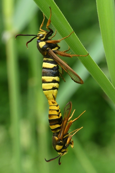 ../previews/146-Lepidoptera, Sesiidae, Sesia apiformis, Hornissen-Glasfluegler_2023_06_04--11-01-52.jpeg.medium.jpeg