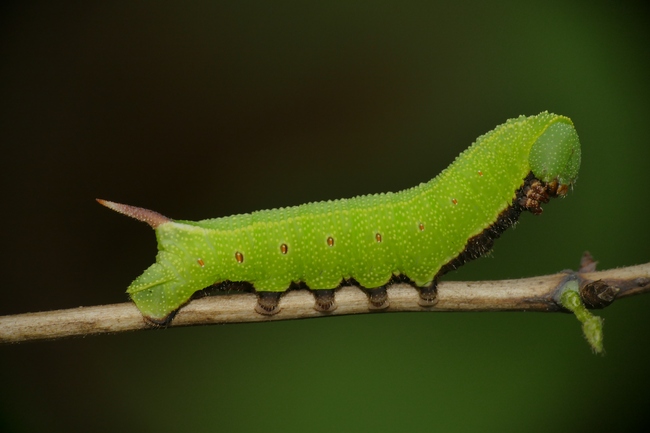 ../previews/147-Lepidoptera, Sphingidae,_2017_08_26--10-49-17.jpeg.medium.jpeg
