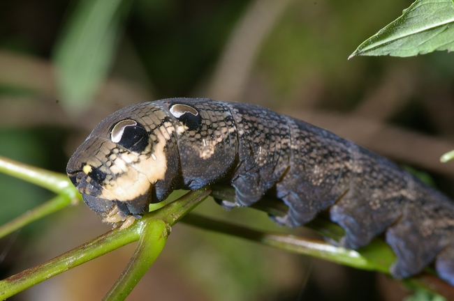 ../previews/148-Lepidoptera, Sphingidae, Deilephila elpenor, Larve_2006_09_10--17-56-58.jpeg.medium.jpeg
