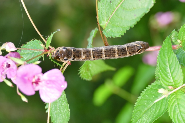 ../previews/149-Lepidoptera, Sphingidae, Deilephila elpenor, Mittlerer Weinschwaermer, Larve_2016_09_09--07-13-53.jpeg.medium.jpeg