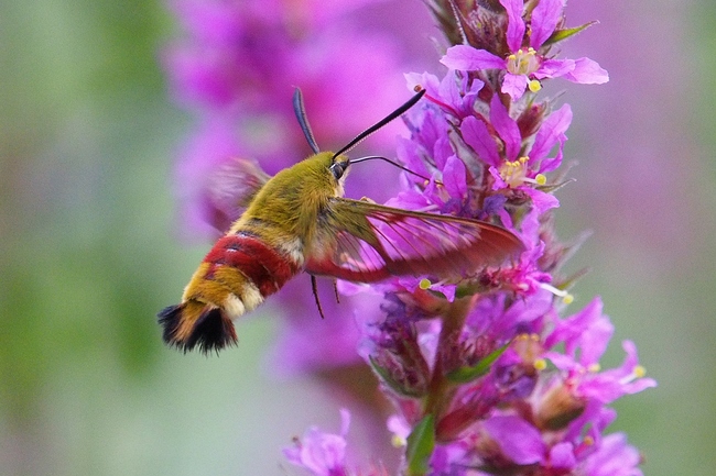 ../previews/153-Lepidoptera, Sphingidae, Hemaris fuciformis, Hummelschwaermer im Flug_2019_07_18--10-33-50.jpeg.medium.jpeg