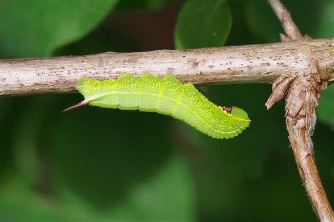 ../previews/155-Lepidoptera, Sphingidae, Hemaris fuciformis, Hummelschwaermer, Raupe_2023_08_08--10-28-04.jpeg.medium.jpeg