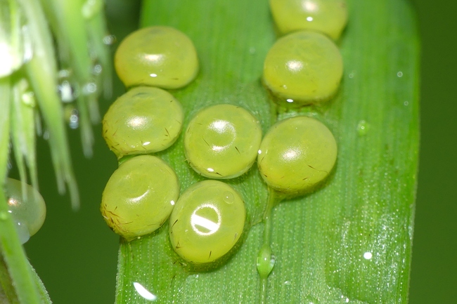 ../previews/156-Lepidoptera, Sphingidae, Laothoe populi, Pappelschwaermer, Eier_2023_05_08--09-54-38.jpeg.medium.jpeg