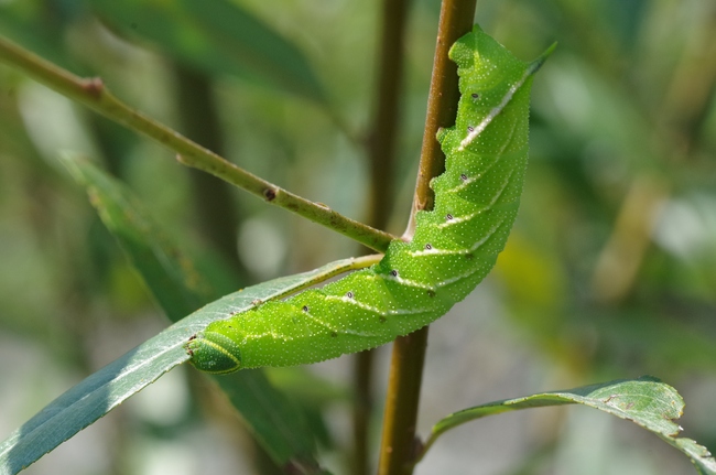 ../previews/157-Lepidoptera, Sphingidae, Laothoe populi, Pappelschwaermer, Larve_2014_09_07--12-22-52.jpeg.medium.jpeg