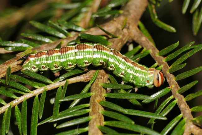 ../previews/164-Lepidoptera, Sphingidae, Sphinx pinastri, Kierfernschwaermer_2019_09_14--14-28-06.jpeg.medium.jpeg