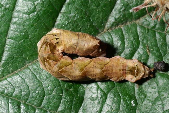 ../previews/165-Lepidoptera, Thyatiridae, Thyatira batis, Larve_2013_10_20--11-18-20.jpeg.medium.jpeg