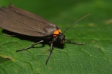 thumbnails/004-Lepidoptera, Arctiidae, Atolmis rubricollis, Rotkragenbaer_2009_06_14--10-34-59.jpeg.small.jpeg