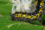 thumbnails/006-Lepidoptera, Arctiidae, Callimorpha dominula, Schoenbaer, Larve_2011_05_02--14-17-19.jpeg.small.jpeg