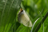 thumbnails/019-Lepidoptera, Arctiidae, Spilosoma virginica_2022_04_29--16-14-09.jpeg.small.jpeg