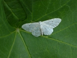 thumbnails/047-Lepidoptera, Geometridae, Idaea_2016_06_09--08-42-19.jpeg.small.jpeg