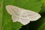 thumbnails/050-Lepidoptera, Geometridae, Idaea mutilata_2020_07_03--16-44-54.jpeg.small.jpeg