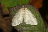 thumbnails/061-Lepidoptera, Geometridae, Operophtera fagata_2020_11_03--09-42-39.jpeg.small.jpeg