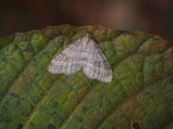 thumbnails/062-Lepidoptera, Geometridae, Operophtera fagata, Buchen-Frostspanner_2018_11_05--10-30-55.jpeg.small.jpeg