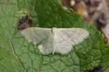 thumbnails/071-Lepidoptera, Geometridae, Scopula immutata_2016_06_10--09-08-27.jpeg.small.jpeg