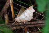 thumbnails/074-Lepidoptera, Geometridae, Selenia lunularia, Mondspanner_2020_07_16--09-01-21.jpeg.small.jpeg