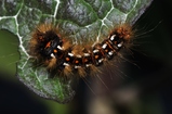 thumbnails/107-Lepidoptera, Noctuidae, Acronicta rumicis, Ampfereule, Larve_2014_06_08--08-20-05.jpeg.small.jpeg