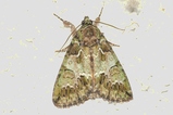 thumbnails/119-Lepidoptera, Noctuidae, Hecatera bicolorata_2020_06_22--21-54-45.jpeg.small.jpeg