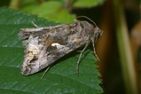 thumbnails/128-Lepidoptera, Noctuidae, Phytometra gamma, Gammaeule_2006_07_29--14-17-27.jpeg.small.jpeg